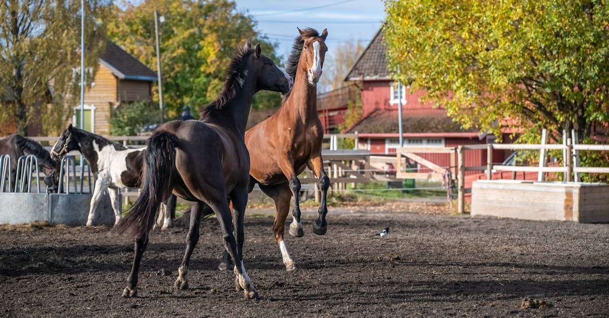 Two spirited horses play on a rural farm, surrounded by autumn foliage and rustic buildings.